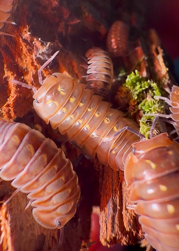 Spherillo Sp. “Dream”