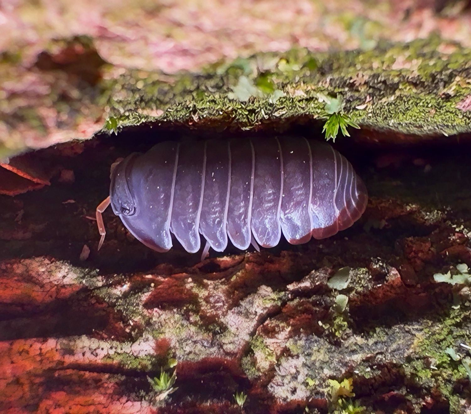Spherillo Sp. “Red Antennae”