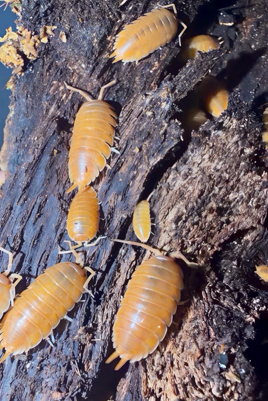 Porcellio Laevis “Sunshine”
