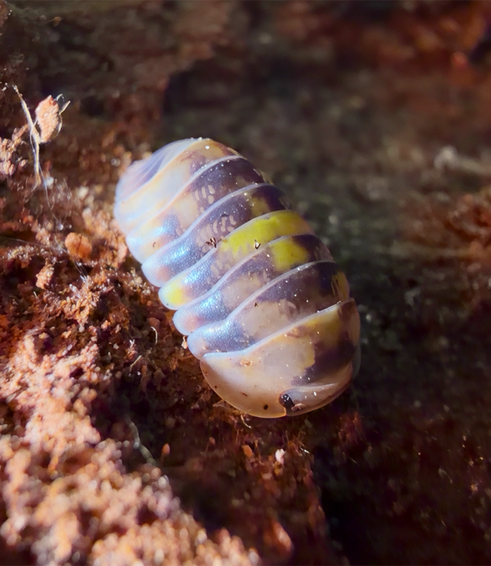 Cubaris “Amber Firefly”