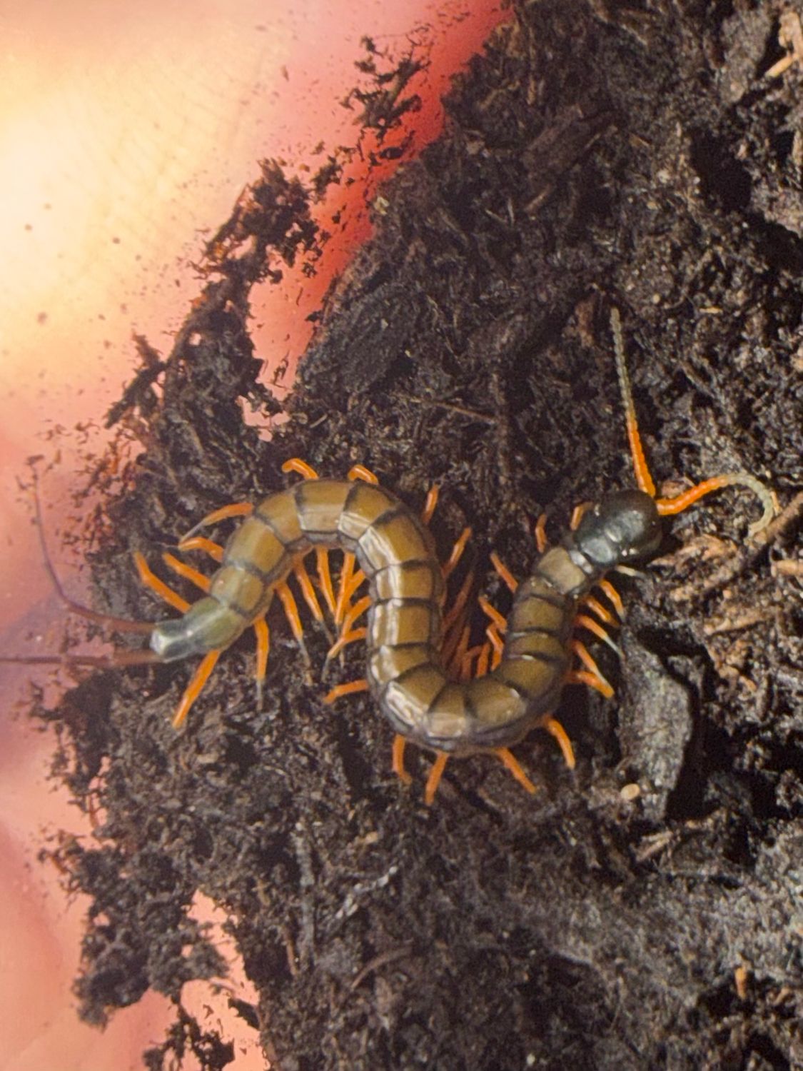 1” Scolopendra hainanum (Captive Bred)