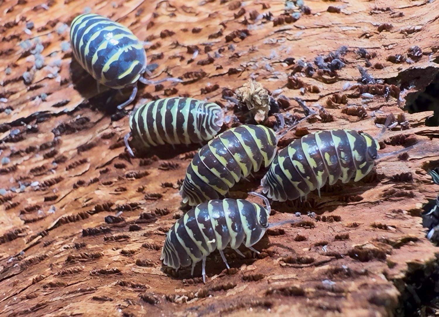 Armadillidium maculatum “Yellow”