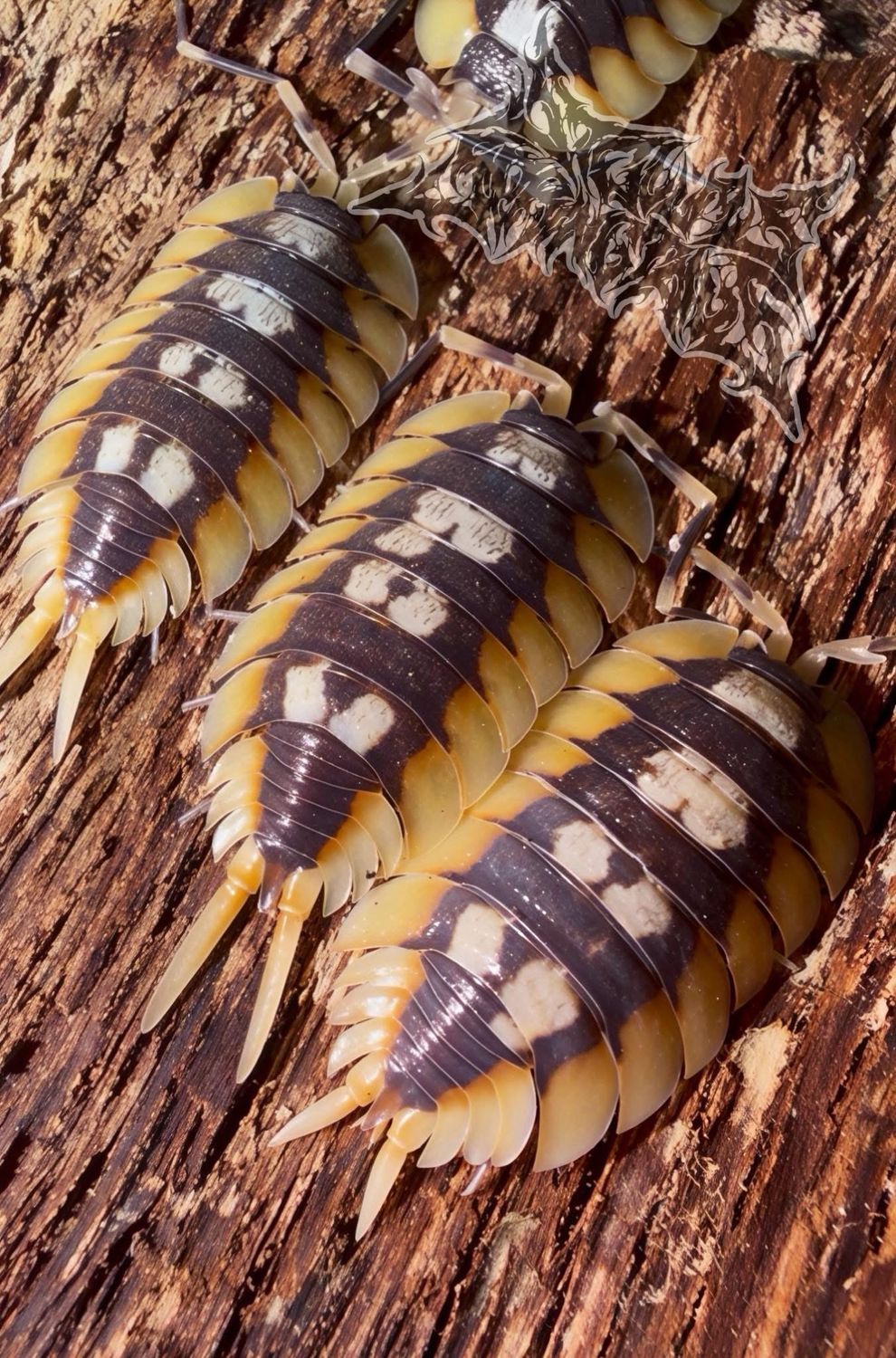 Porcellio expansus “Orange”