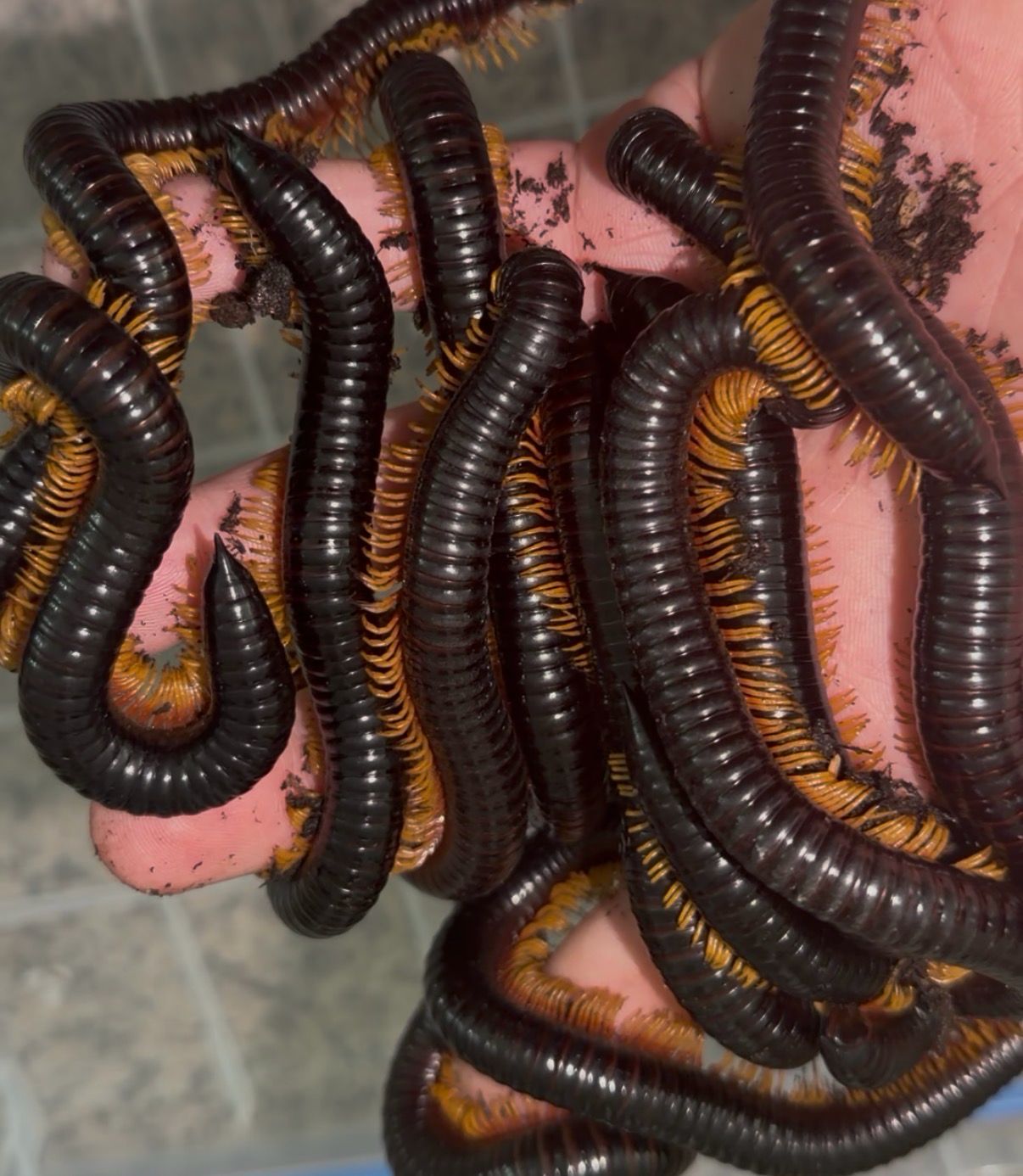 Inferno Ghost Rider Millipede
