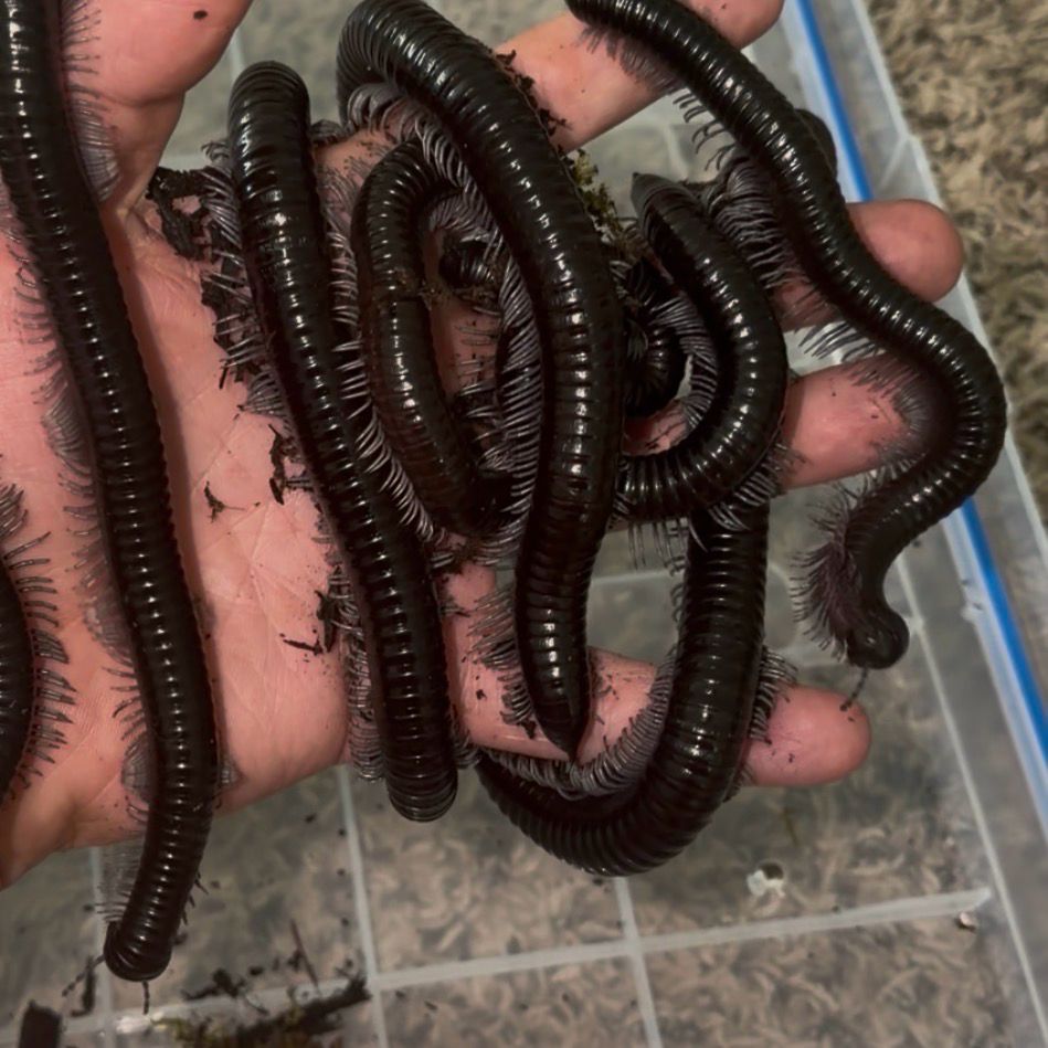 Silver Ghost Rider Millipede