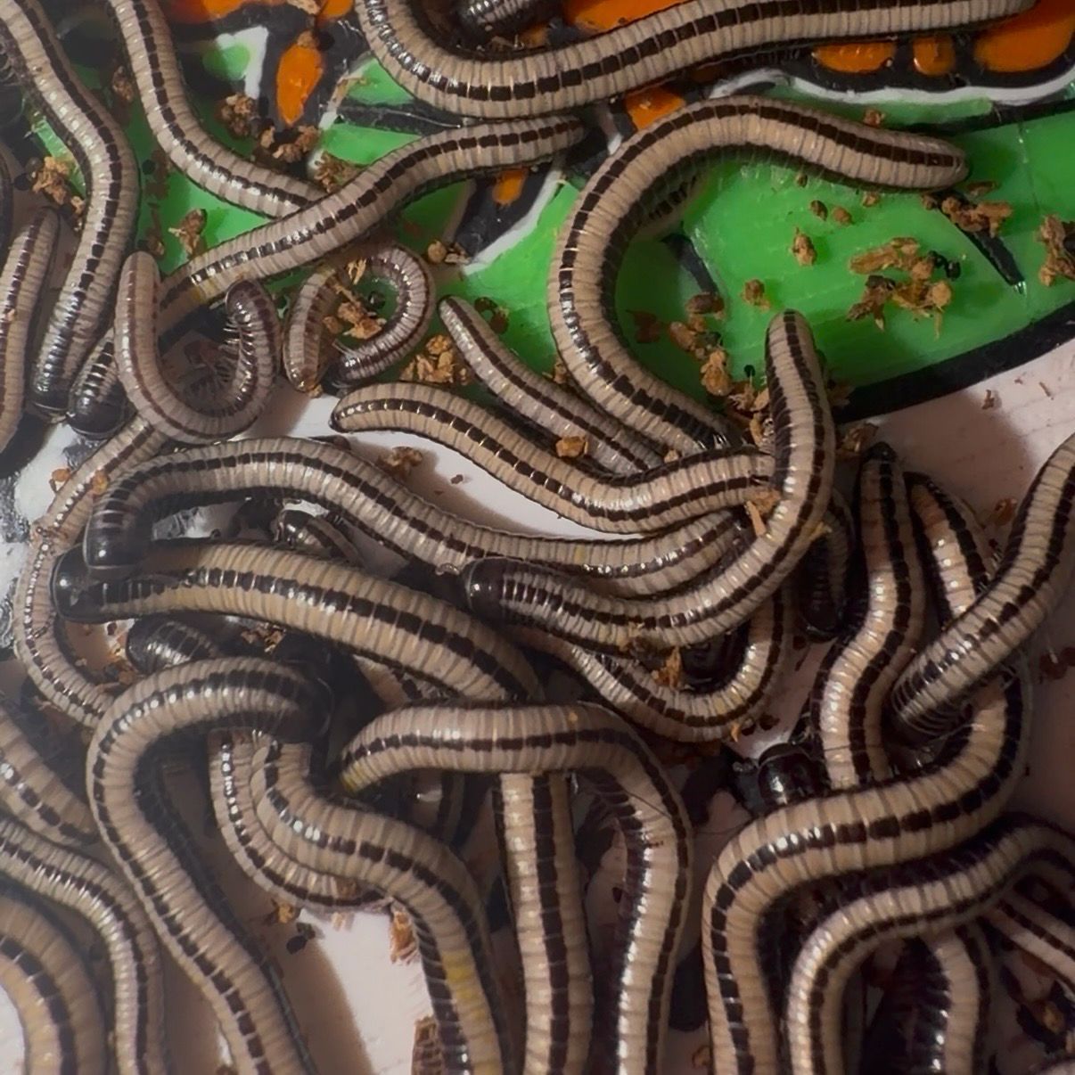 Spirobolellus immigrans “Maui Skunk”