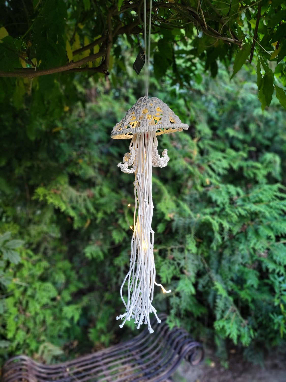 Lichterqualle