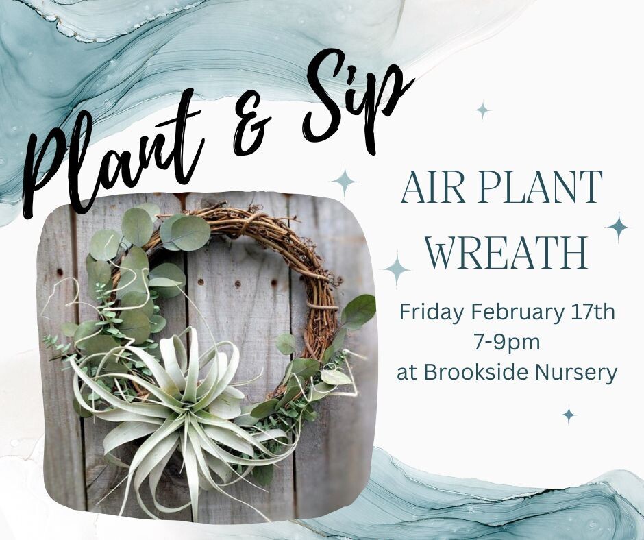 Air Plant Wreath Plant & Sip