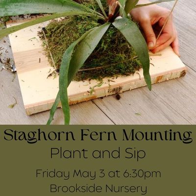 Staghorn Fern Plant & Sip