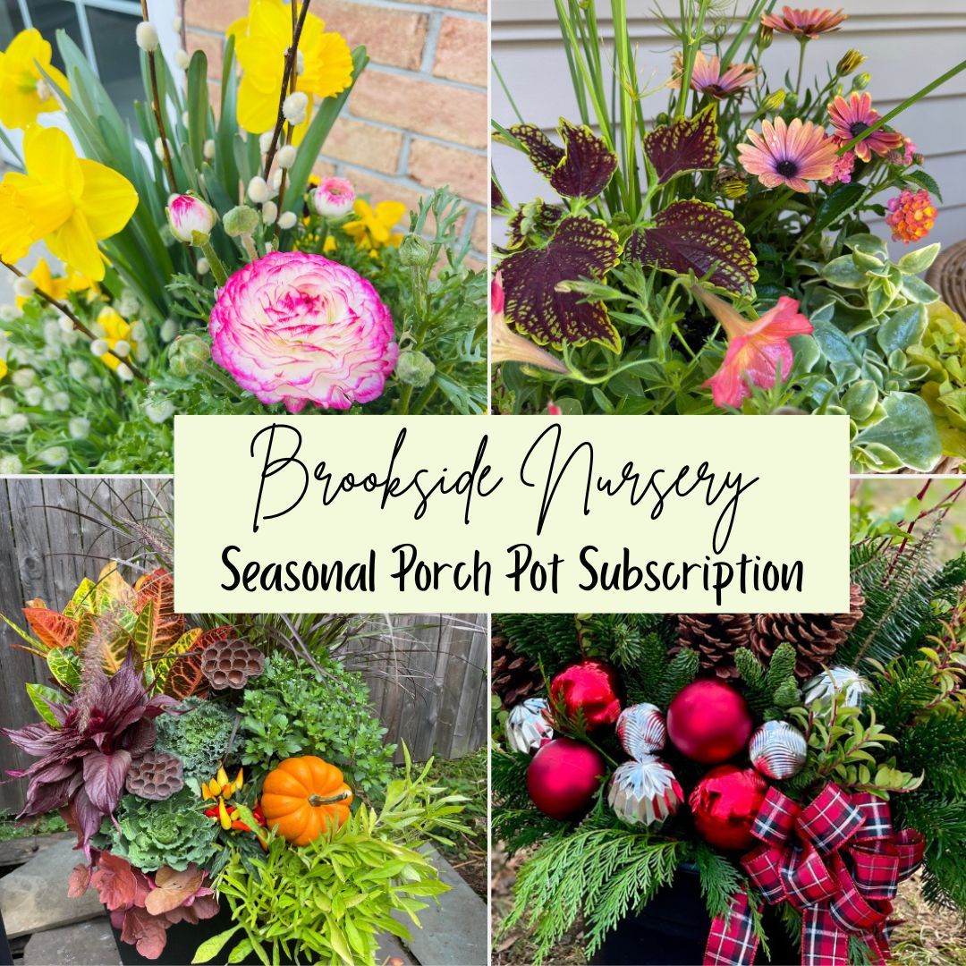 Porch Pot Subscription