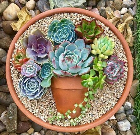 Succulent Workshop