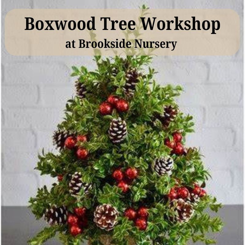Boxwood Tree Workshop Dec 13 -10am