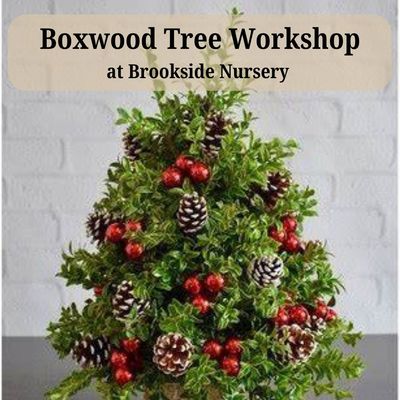 Boxwood Tree Workshop Dec 13 - 1pm 