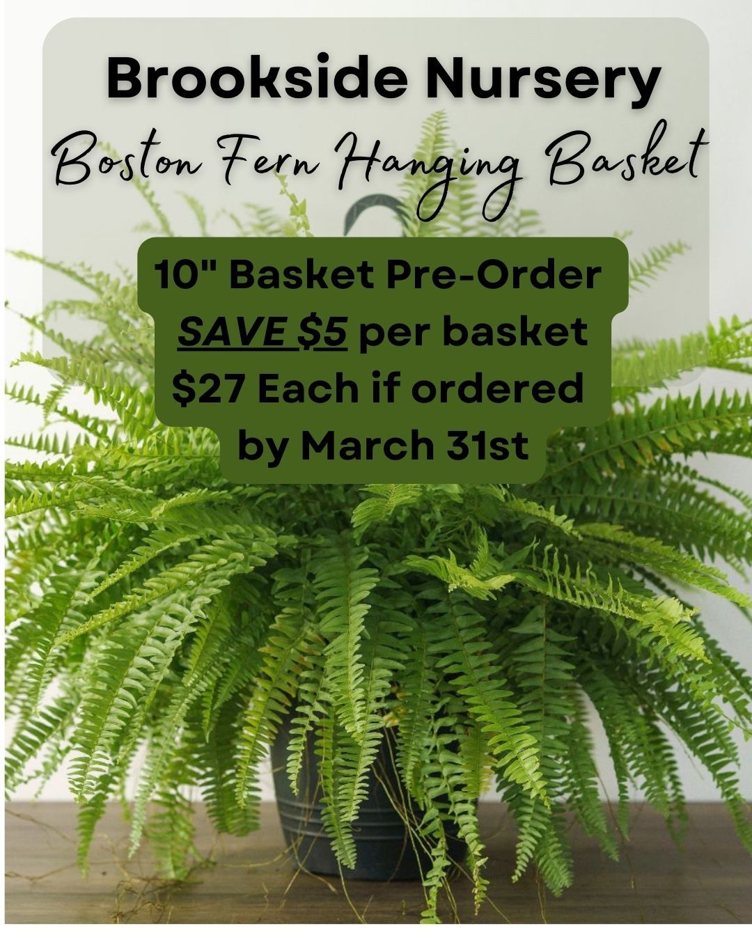 Boston Fern Early Order
