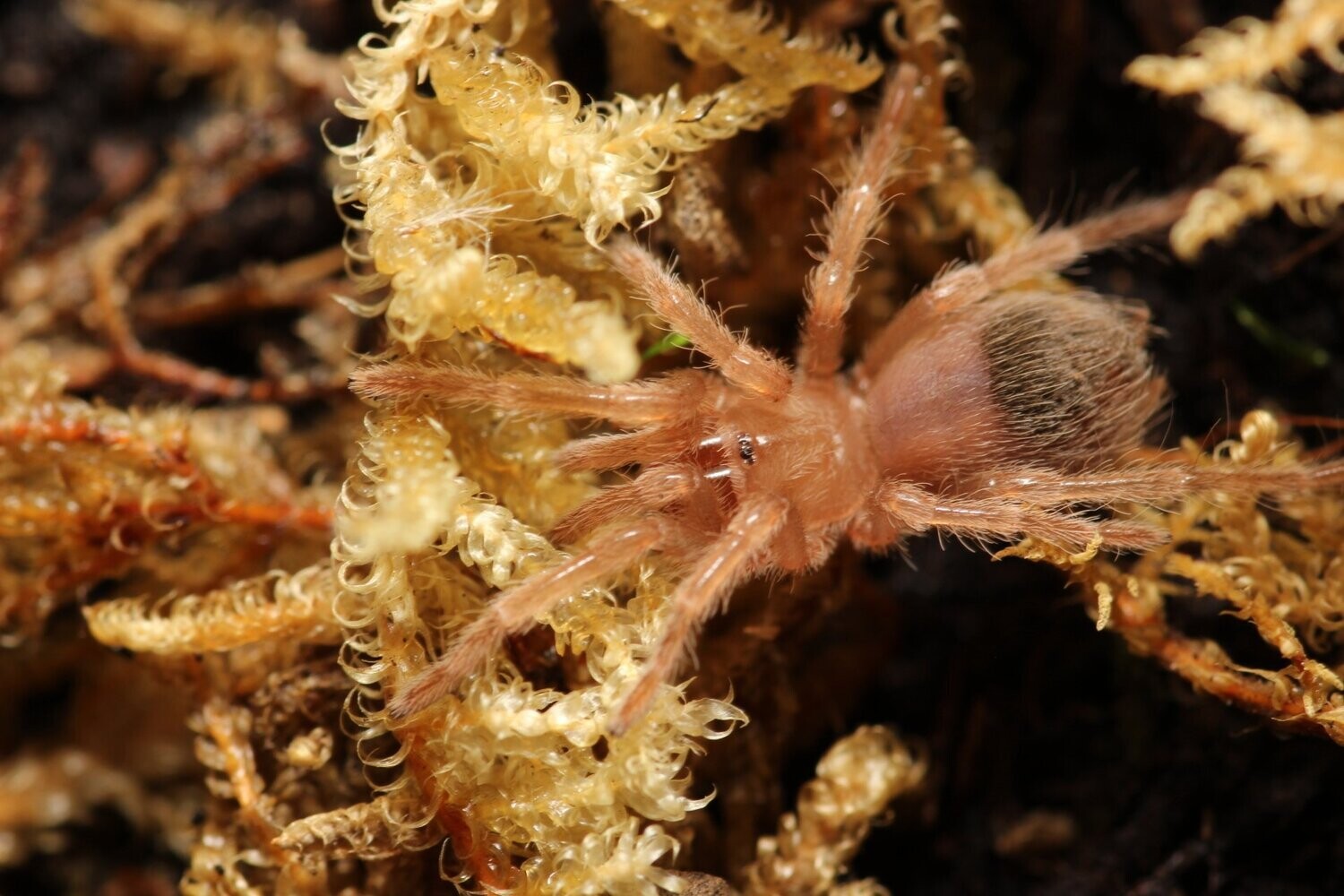 Brachypelma smithi 1/4”Mexican giant red knee