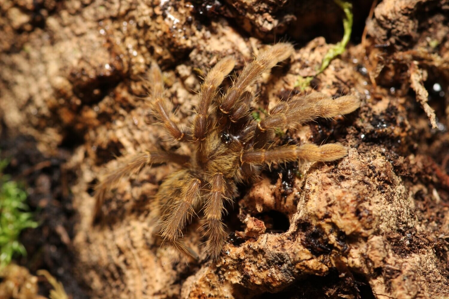 Encyocratella olivacea 3/4"Tanzanian black and gold