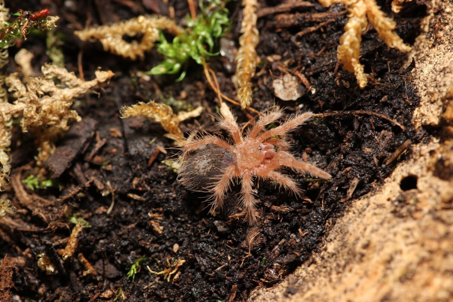 Grammostola pulchripes 1/2"Chaco golden knee