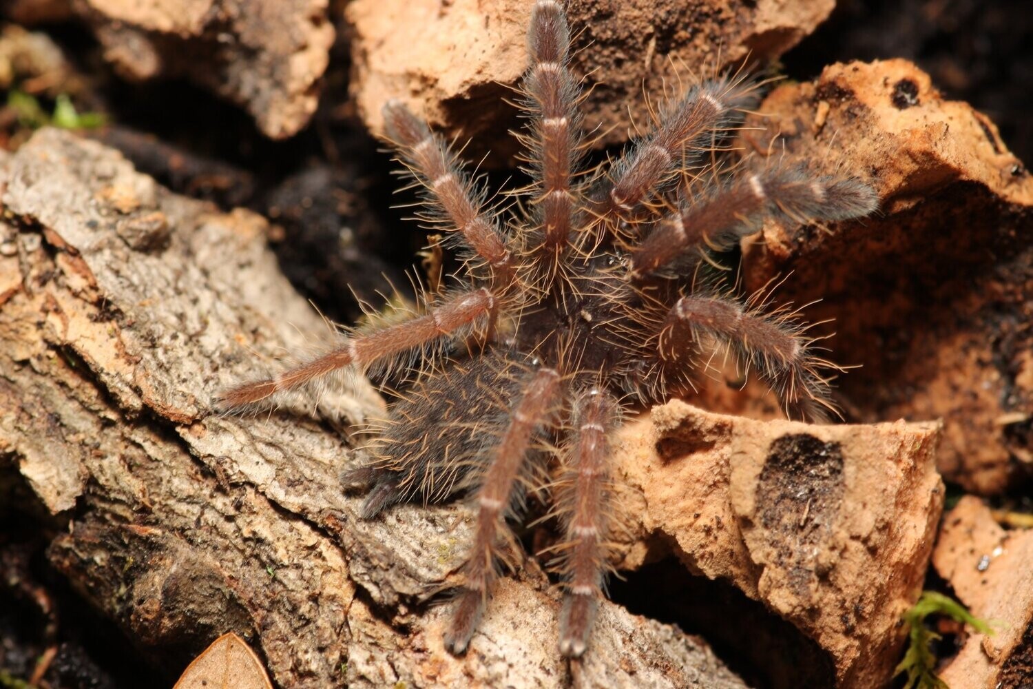 Phormingochilus sp rufus 3/4"Peach Earth Tiger