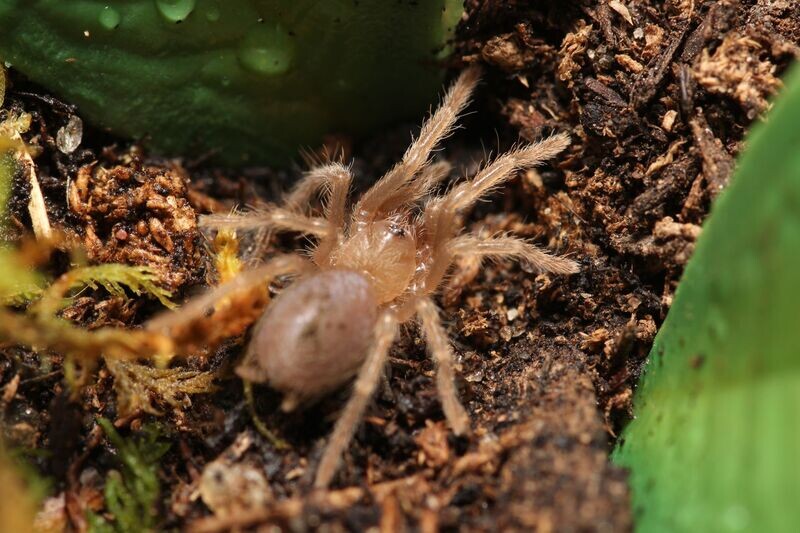 Brachypelma emelia 1/4"Mexican red leg