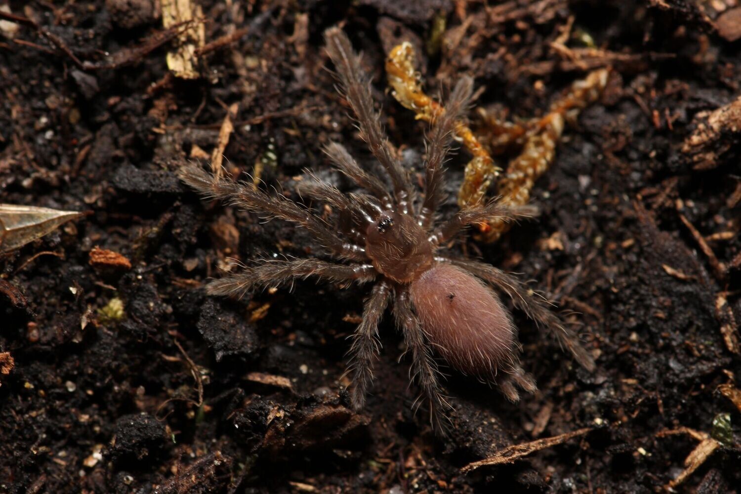 Chilobrachys fimbriatus 1/2"Indian violet