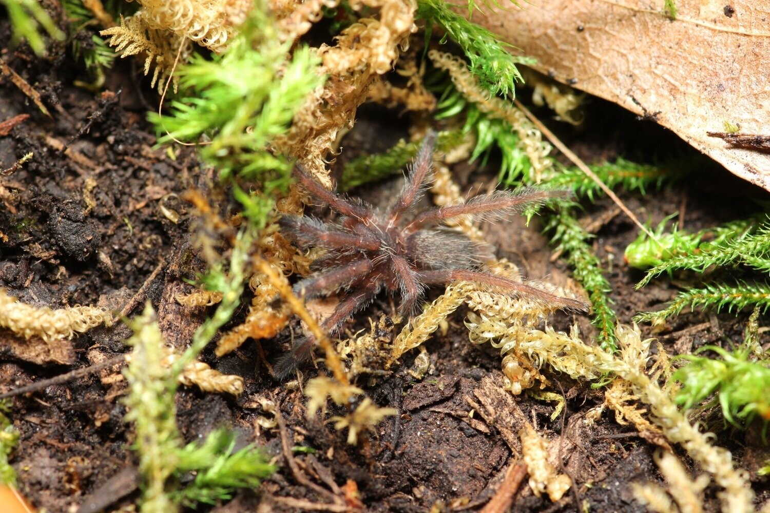 Tapinauchenius violaceus 1/2"Violet tree spider