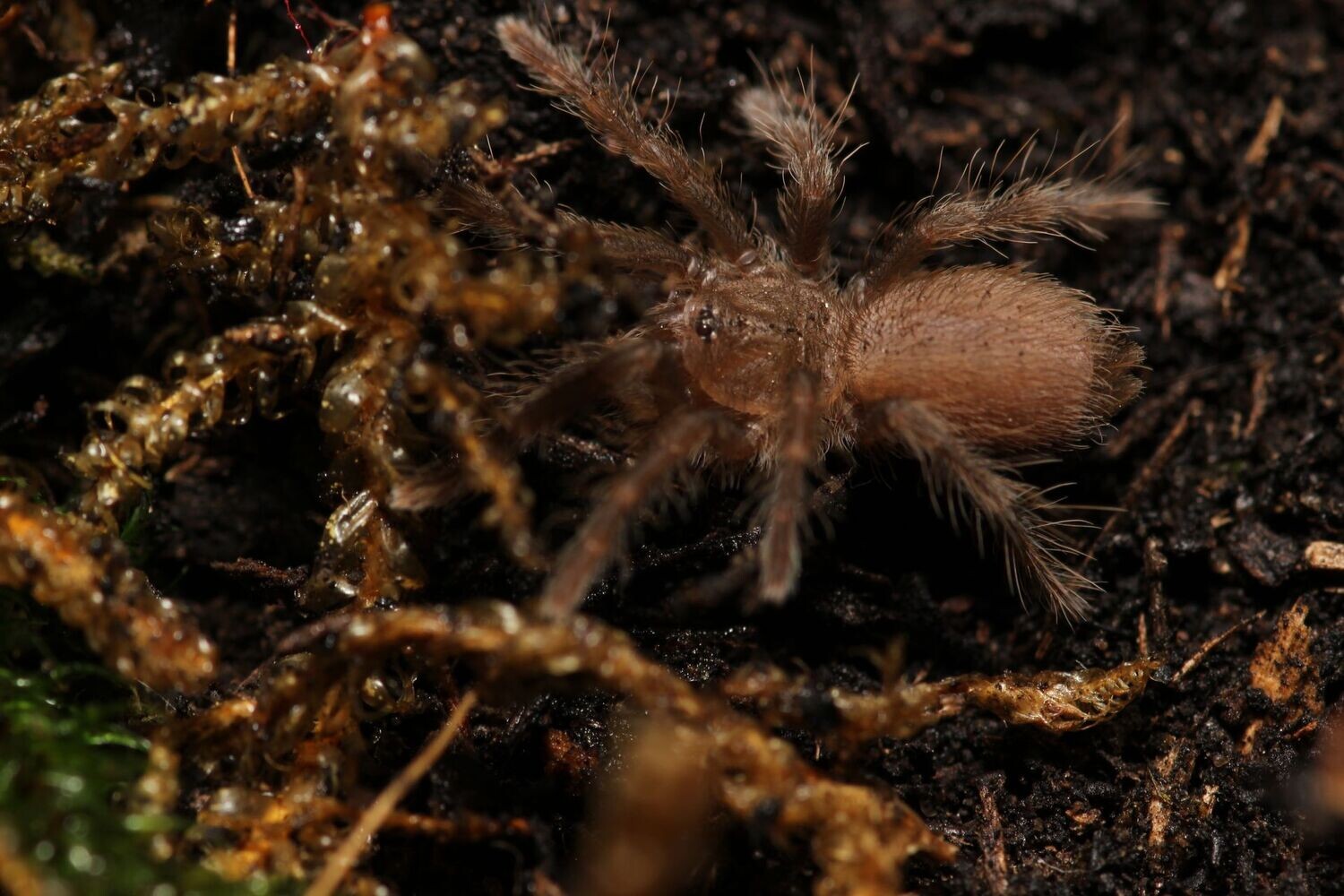 Hysterocrates crassipes 1" Cameroon brown baboon