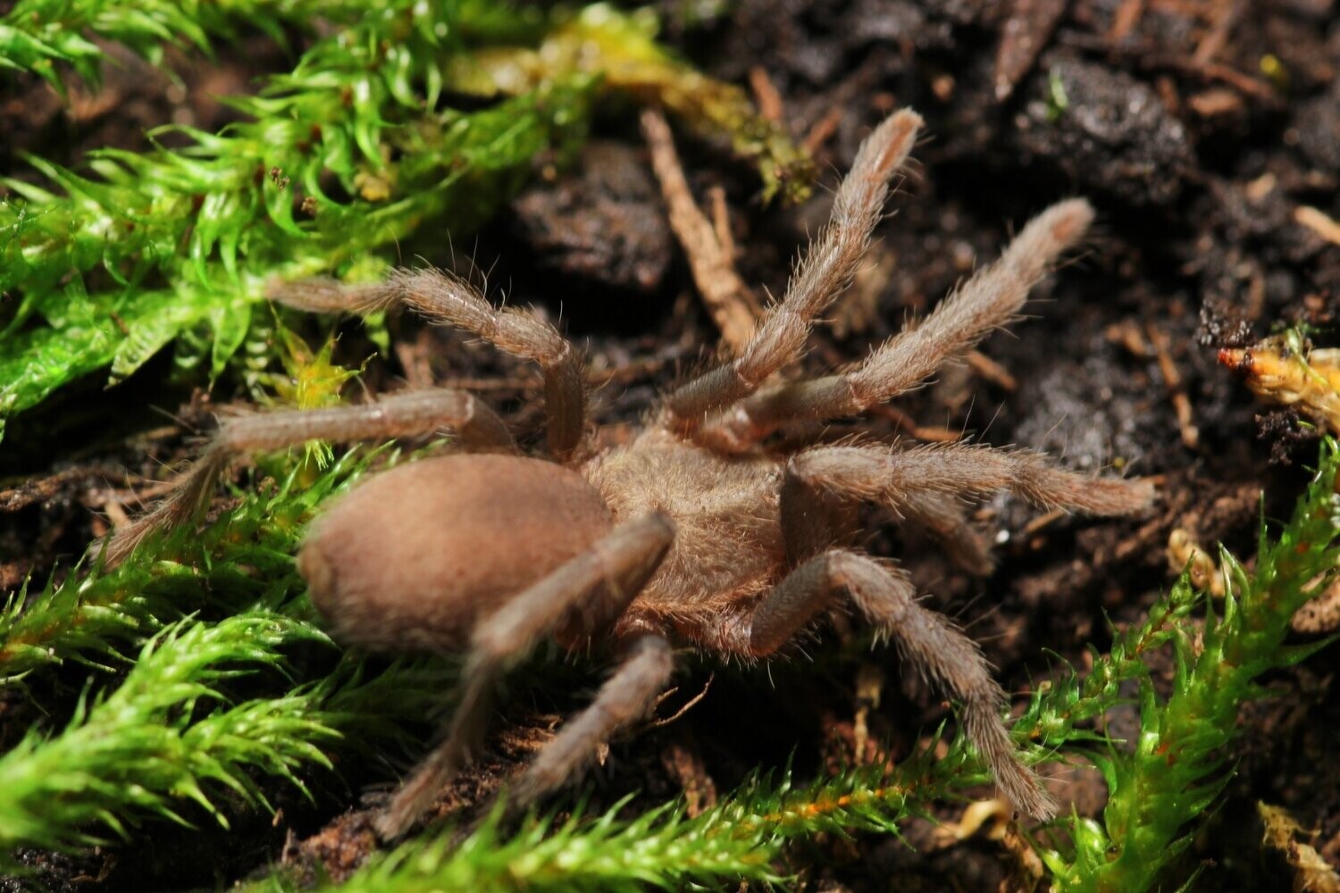 Chaetopelma olivaceum 1/4" Jerusalem gold