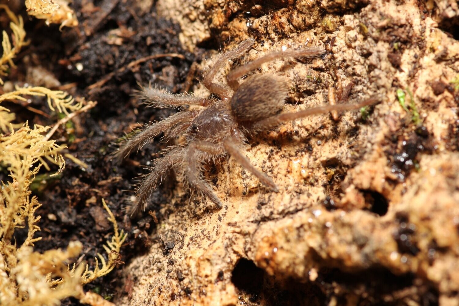 Cyriopagopus lividus 3/4" Cobalt blue