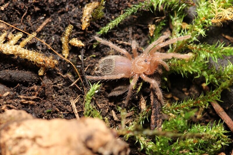 Lasiodora parahybana 1/4-1/2" Salmon pink birdeater