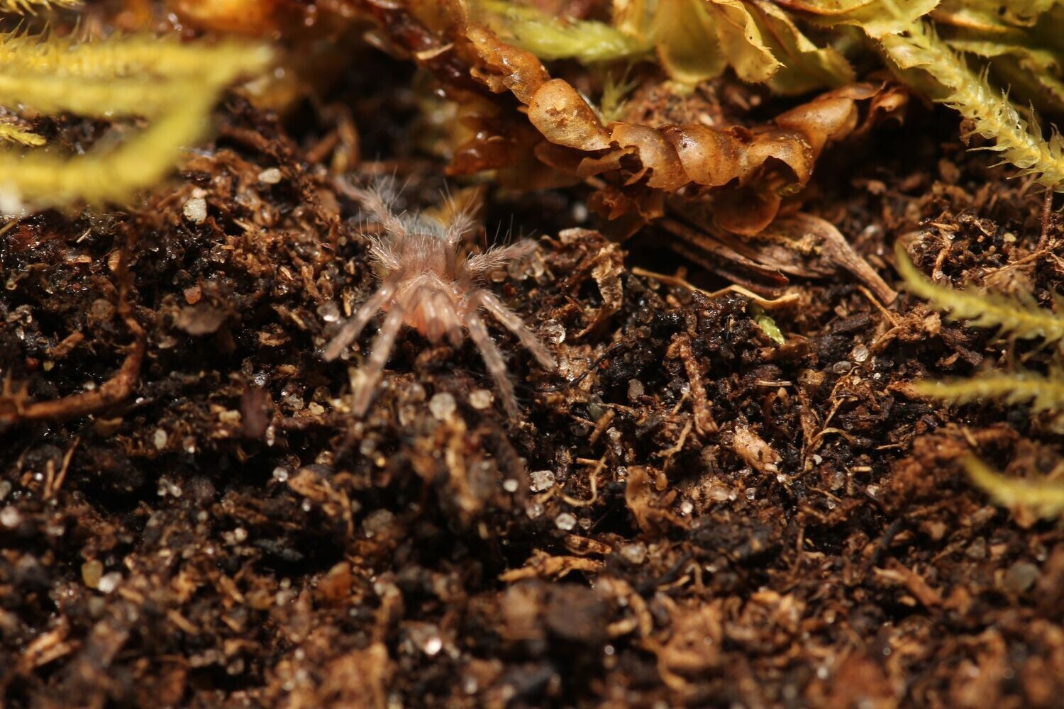 Theraphosinae sp. 'Roatan' 1/4"Roatan Island purple