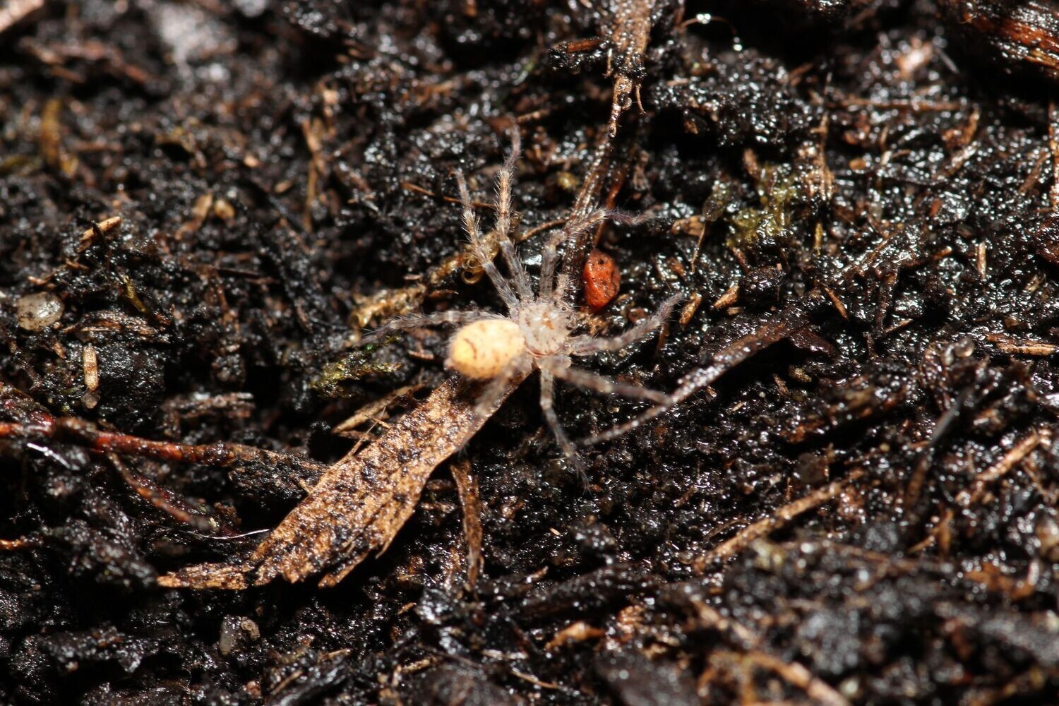 Heteropoda venatoria 1.5-2" Giant crab hunstman
