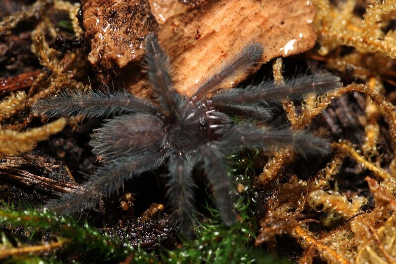 Lampropelma nigerrimum 2.5" Female Sangihe Island Black