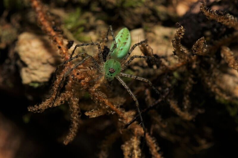 Peucetia viridans 3/4"Green Lynx spider