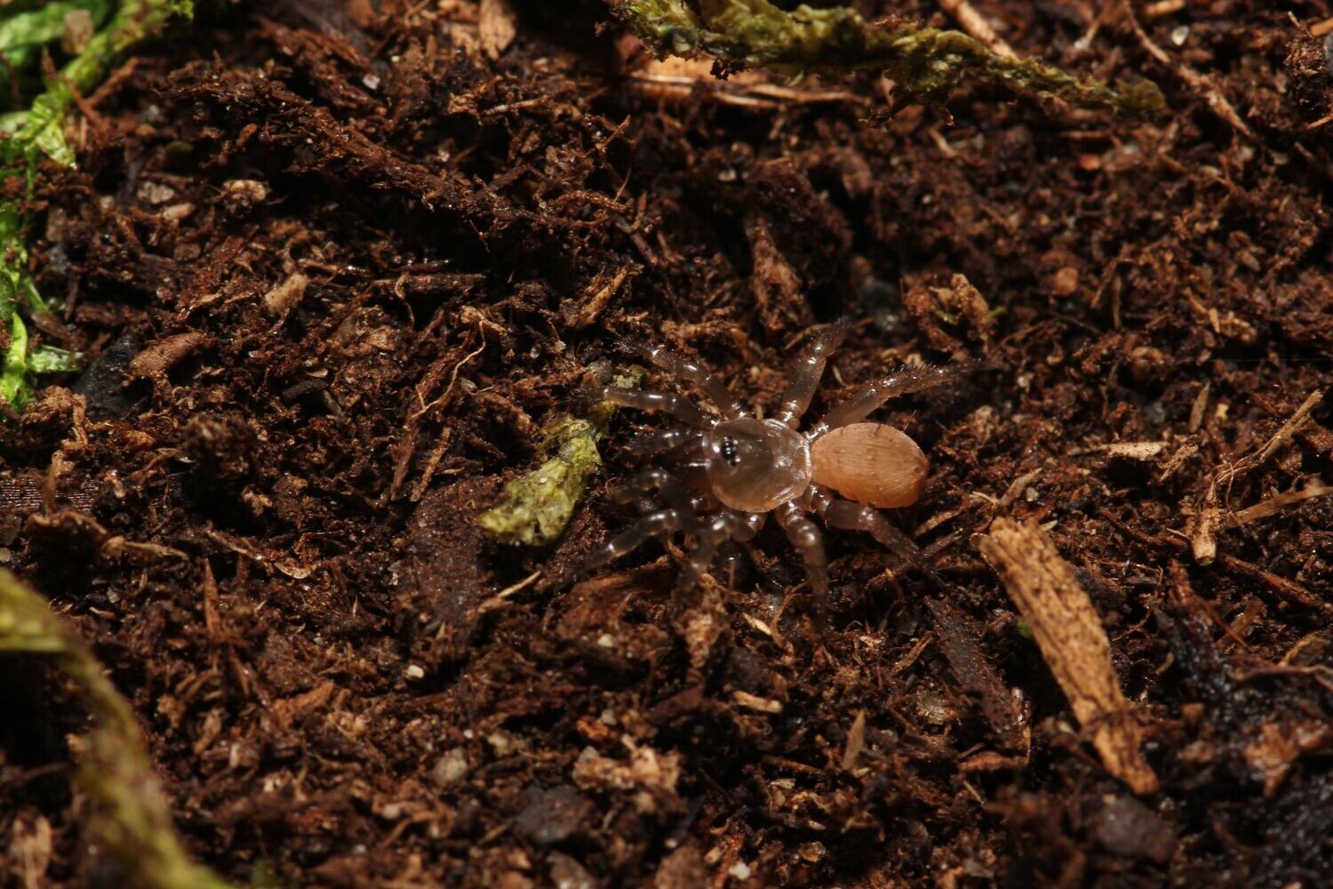 Cyclocosmia torreya 1/4" Trap door spider