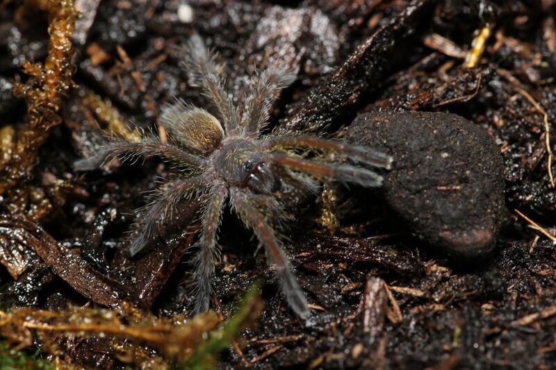 Harpactira namaquensis 1"+ Bronze baboon