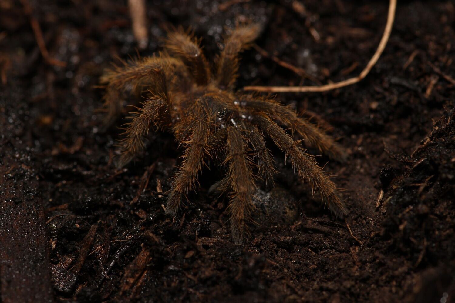 Cyriopagopus c.f. schmidti (Phong Nha-Ke Bang) 1.5"