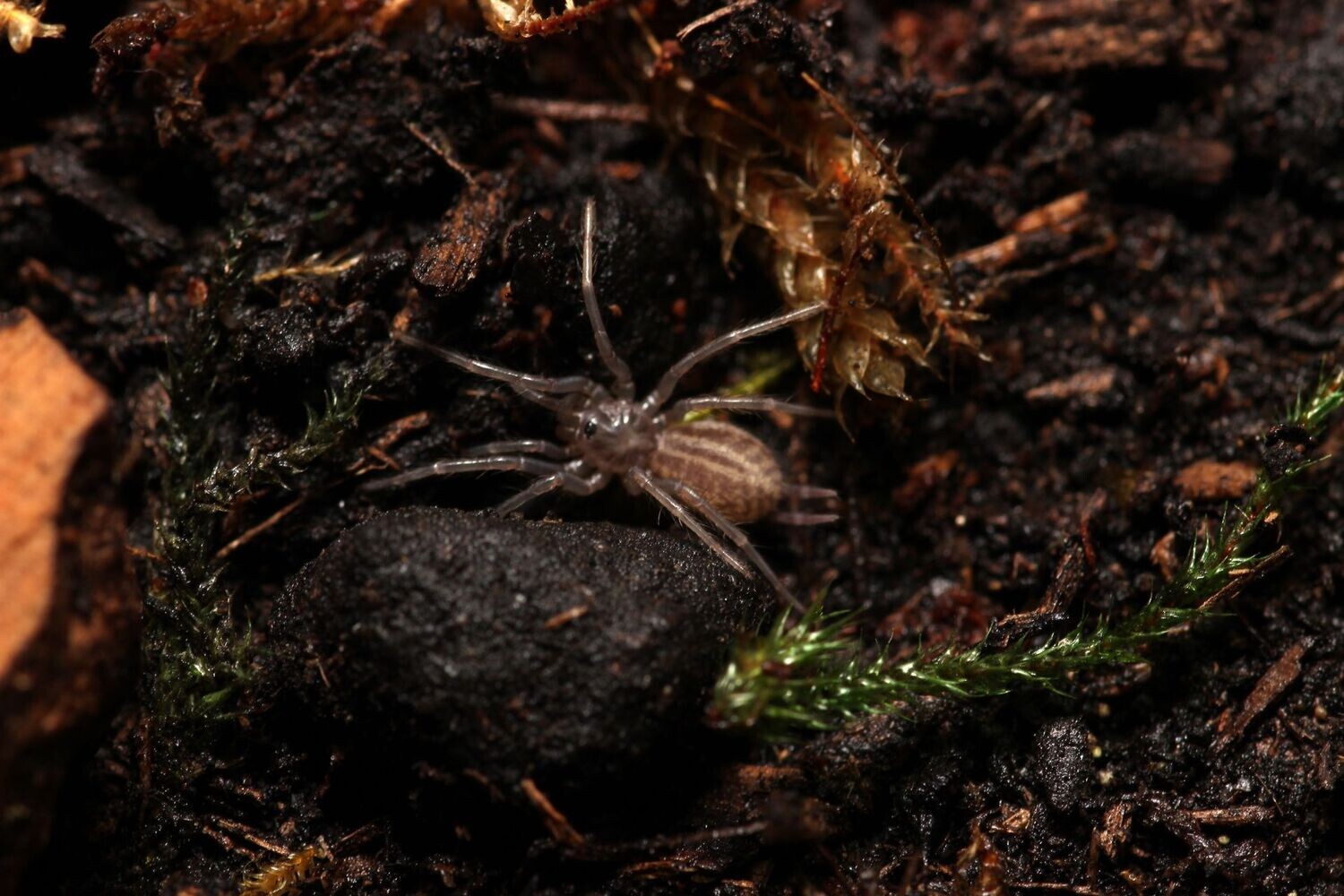 Linothele sericata 3/4" Columbian blue funnel web