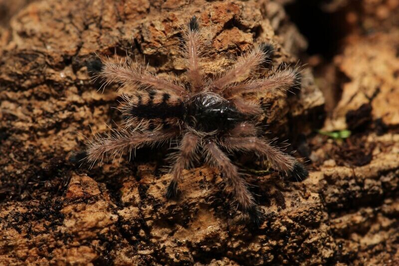 Avicularia minatrix 1/2" Venezuelan red stripe