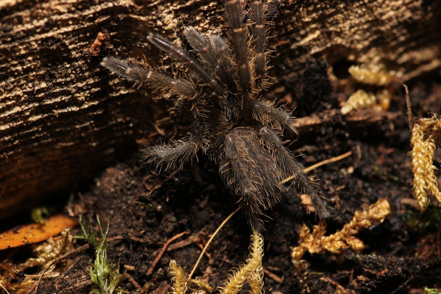 Ornithoctinus aureotibialis 2" Thai golden fringe