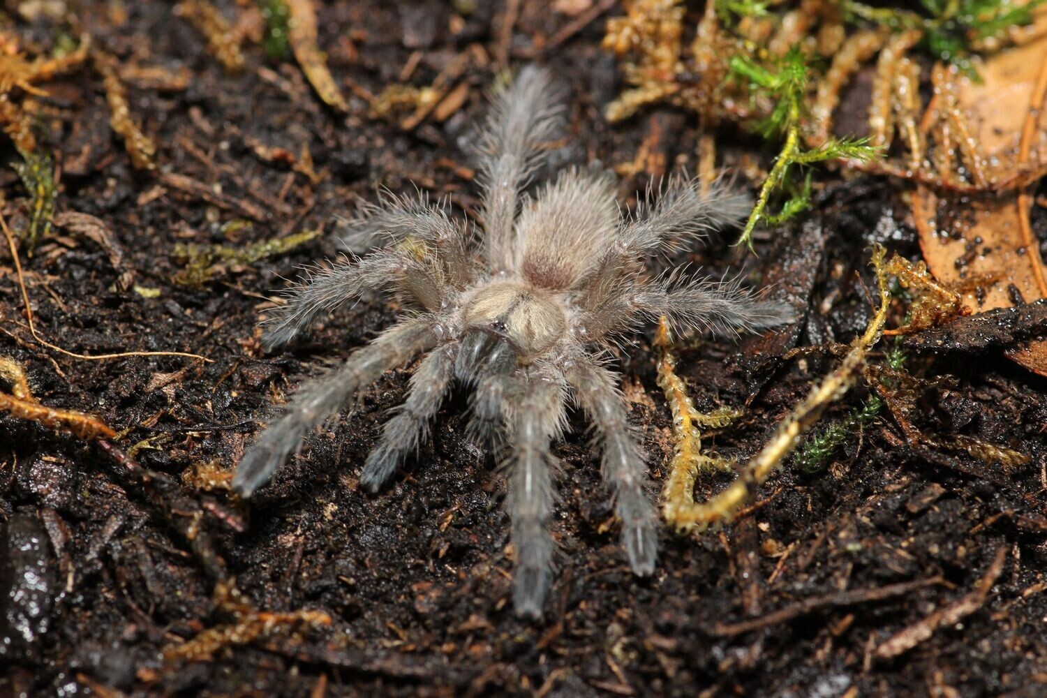 Monocentropus balfouri 1/2-3/4" Socotra island blue baboon
