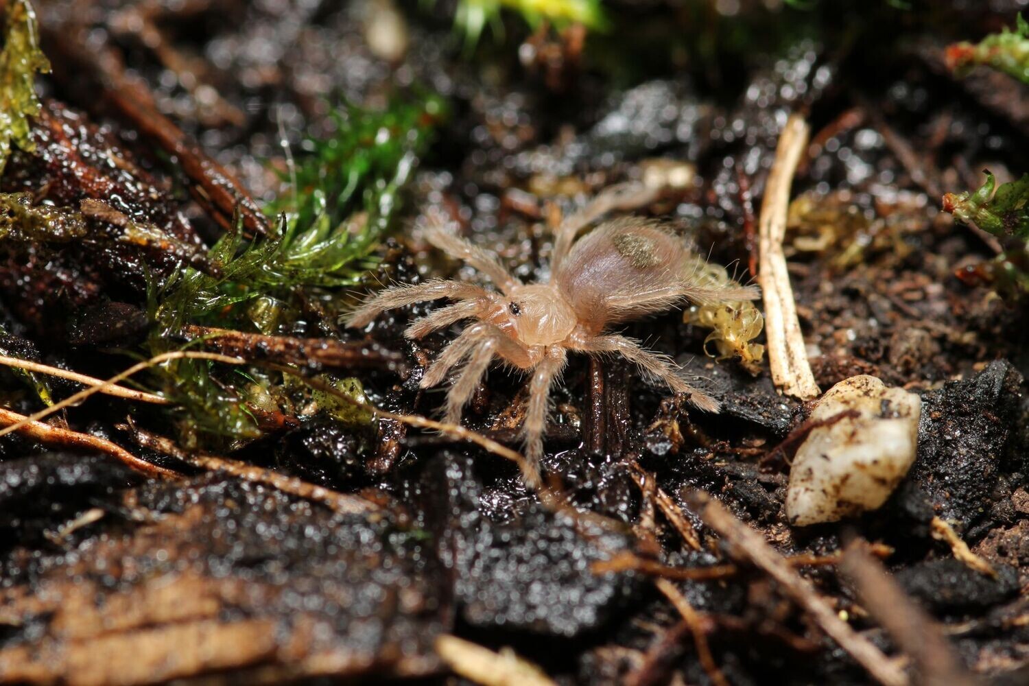 Aphonopelma anax 1/4" Texas tan