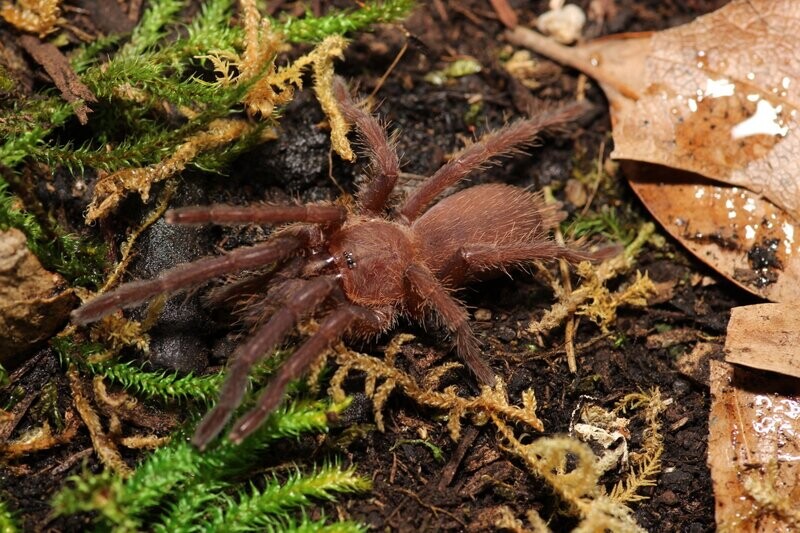 Chilobrachys sp. Vietnam blue 1/2" Vietnam blue