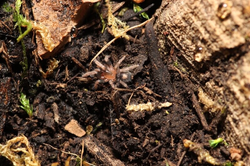 Cyriocosmus elegans 1/16" Trinidad dwarf tiger
