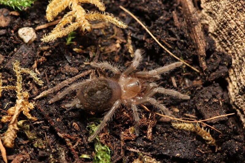 Tliltocatl verdezi 1/2" Mexican rose grey