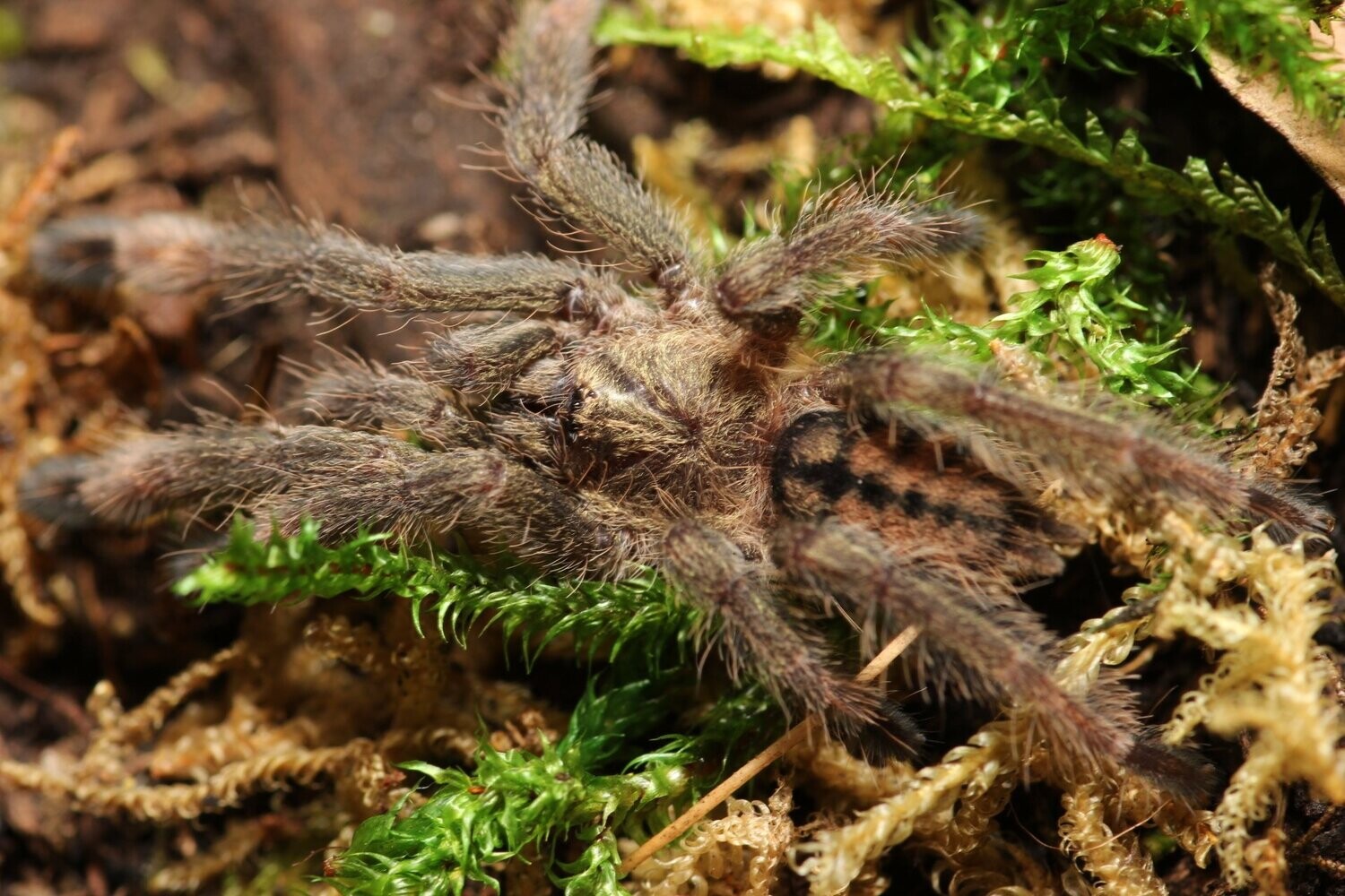 Psalmopoeus cambridgei 1/2" Trinidad chevron