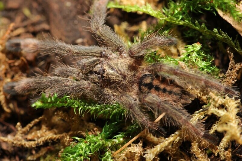 Psalmopoeus cambridgei 1/2" Trinidad chevron
