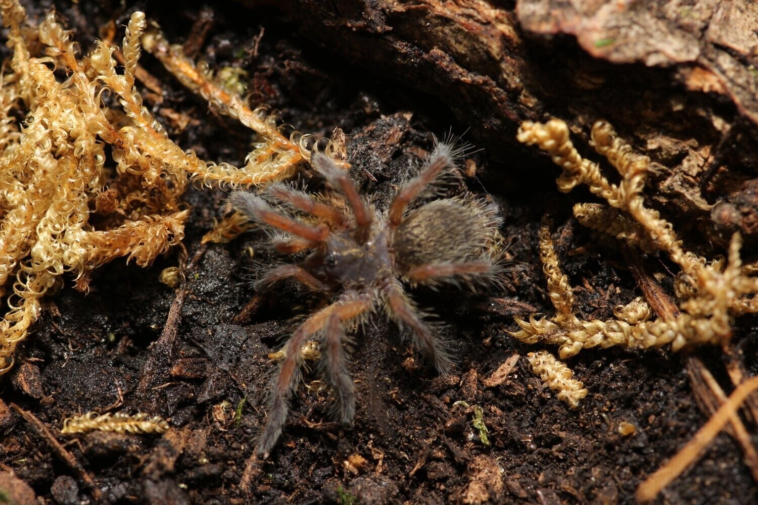 Harpactira pulchripes 1/2" Golden blue leg baboon