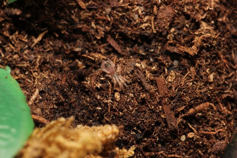 Kochiana brunnipes 1/8" Brazilian dwarf pink leg