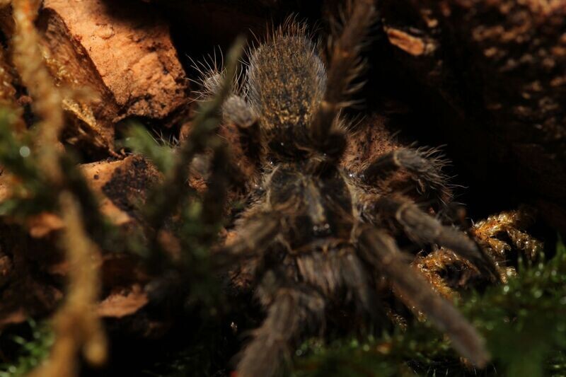 Ceratogyrus sp 'Mozambique' 1.5" Mozambique horned baboon