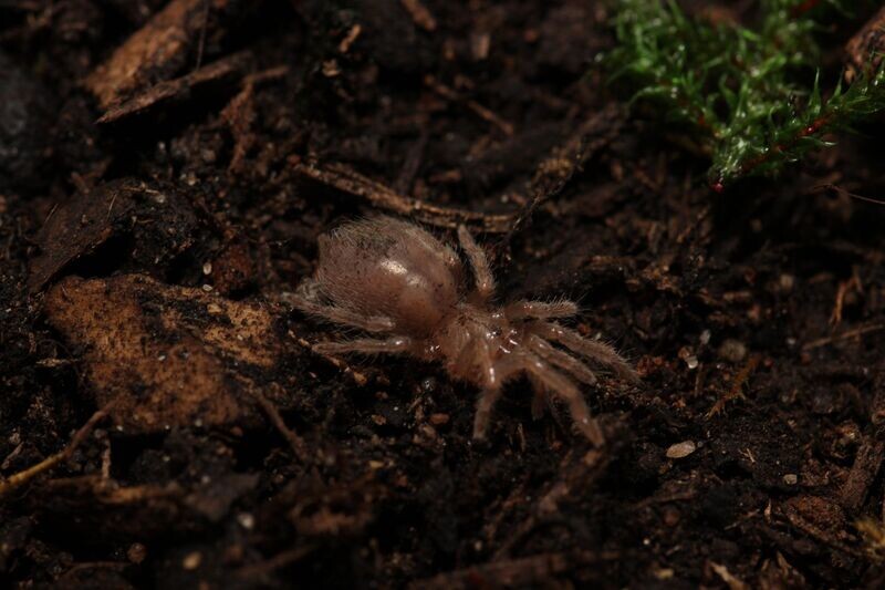 Crassicrus tochtil 1/2" Los Tuxtlas Cinnamon